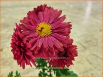 Chrysanthemum &#39;Bronzekrone&#39;