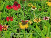 Echinacea purpurea &#39;Cheyenne Spirit&#39;