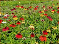 Echinacea purpurea &#39;Cheyenne Spirit&#39;