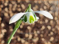 Galanthus 'Hippolyta'