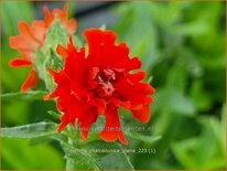 Lychnis chalcedonica 'Plena'