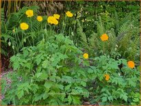 Meconopsis cambrica