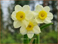 Narcissus 'Minnow'