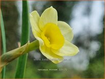 Narcissus 'Minnow'