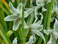 Ornithogalum nutans