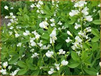 Baptisia alba