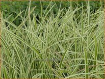 Carex folliculata &#39;Cream Dance&#39;