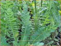 Achillea 'Sassy Summer Lemon'