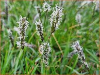 Sesleria 'Greenlee Hybrid'