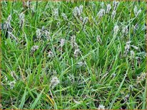 Sesleria 'Greenlee Hybrid'