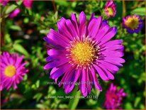 Aster novi-belgii 'Lisette'