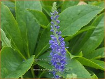 Veronica spicata 'Blaufuchs'