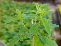 Aloysia triphylla 'Orange'