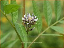 Glycyrrhiza yunnanensis