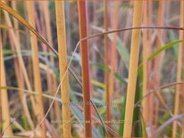 Molinia arundinacea 'Dark Beauty'