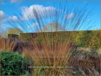 Molinia arundinacea 'Dark Beauty'