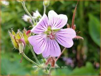 Geranium 'Karen Wouters'