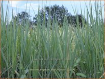 Panicum virgatum 'Blue Fountain'