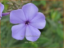 Phlox 'Donau'