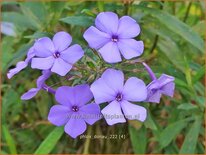 Phlox 'Donau'