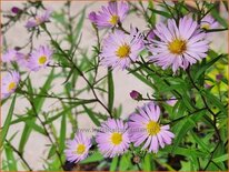 Aster 'Vasterival'