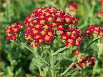 Achillea 'Sassy Summer Sangria'