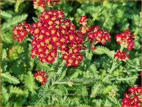 Achillea 'Sassy Summer Sangria'