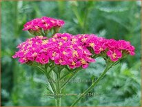 Achillea 'Sassy Summer Taffy'