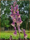 Aconitum &#39;Purple Sparrow&#39;