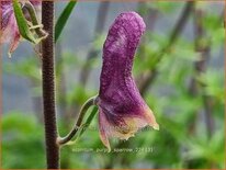 Aconitum &#39;Purple Sparrow&#39;