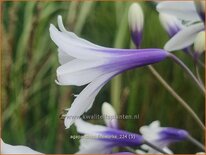 Agapanthus &#39;Fireworks&#39;