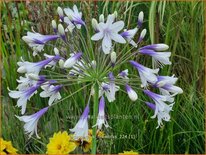 Agapanthus &#39;Fireworks&#39;