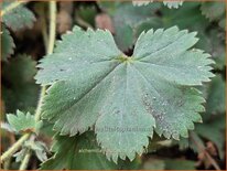 Alchemilla caucasica