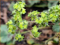 Alchemilla caucasica