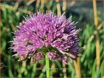 Allium &#39;Little Sapphire&#39;