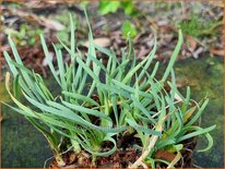 Allium lusitanicum 'Blue Eddy'