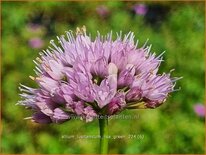 Allium lusitanicum 'Lisa Green'