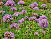 Allium lusitanicum 'Lisa Green'