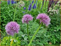 Allium nutans 'Esmee'