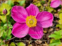 Anemone hupehensis 'Little Breeze Kiss'