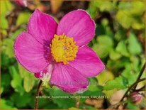 Anemone hupehensis 'Little Breeze Kiss'