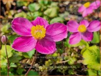 Anemone hupehensis 'Little Breeze Kiss'