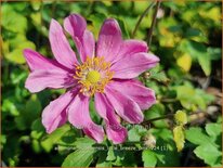 Anemone hupehensis 'Little Breeze Pink'