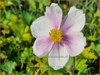 Anemone hybrida &#39;Regal Swan&#39;