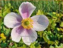 Anemone hybrida &#39;Regal Swan&#39;