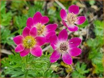 Anemone multifida &#39;Annabella Deep Rose&#39;