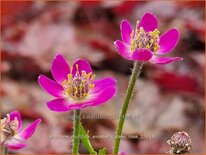 Anemone multifida &#39;Annabella Deep Rose&#39;