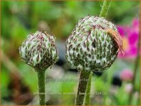 Anemone multifida &#39;Annabella Deep Rose&#39;