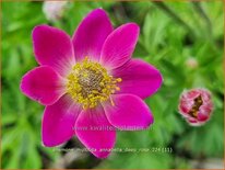 Anemone multifida &#39;Annabella Deep Rose&#39;