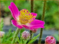 Anemone multifida &#39;Annabella Deep Rose&#39;